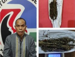 Pemuja Daun Ganja kembali diamankan oleh SatresNarkoba Polres Pagaralam