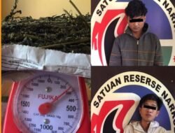 Simpan Ganja seberat 250 gram, Pelaku Diamankan Polres Pagaralam