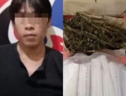 Polres Pagaralam Tangkap Bandar Ganja, BB 1.8 Kg