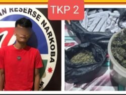 Empat Pengedar Ganja di Pagaralam di Ringkus
