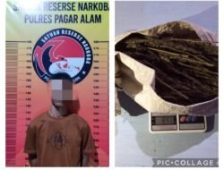 Satnarkoba Pagaralam Amankan Seorang Bandar Jenis Ganja