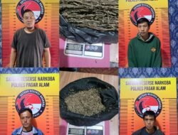 Pengedar Ganja Diciduk Polres Pagaralam