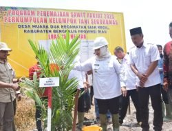 Peduli Swasembada Pangan, Bupati Kasmarni Tanam Perdana Kelapa Sawit Program PSR di Desa Muara Dua