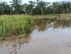 Desa Sei Dua Hulu Terendam Banjir, Kades Minta Perhatian Pemerintah